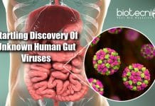 Researchers Discover More Than 140,000 Human Gut Virus Species Unknown Human Gut Viruses