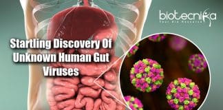 Unknown Human Gut Viruses