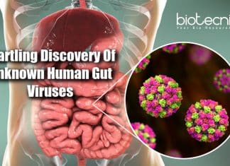 Unknown Human Gut Viruses