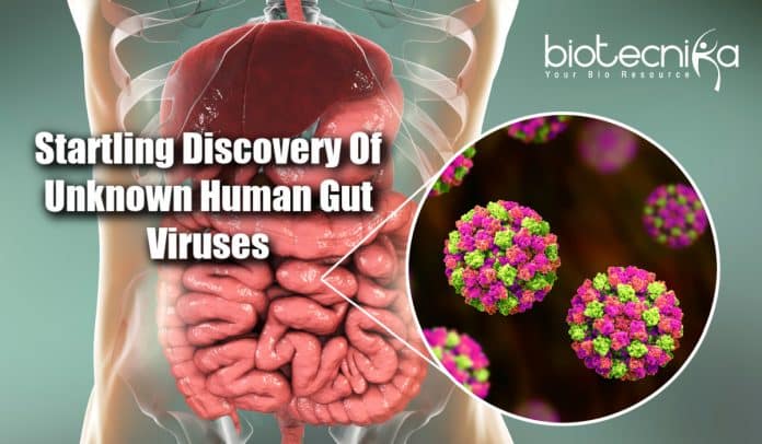 Unknown Human Gut Viruses