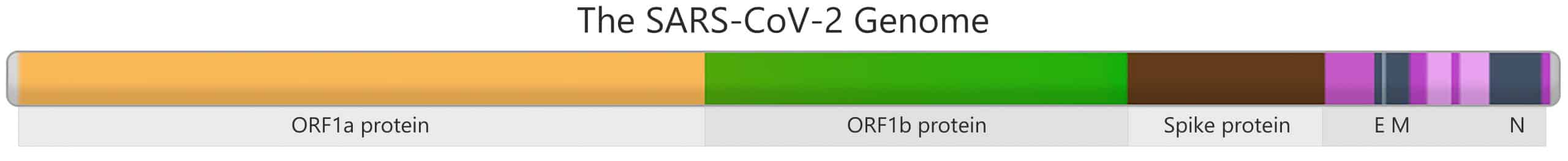  Notable variants of SARS-CoV-2