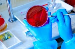A career as a Bacteriologist