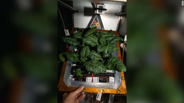 Bacteria on ISS