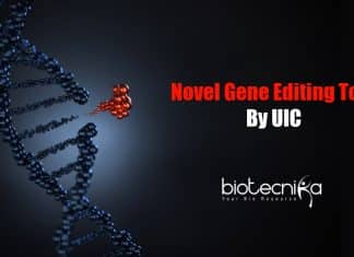 Novel gene-editing tool