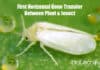 First Plant To Animal Gene Transfer,