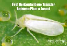 First Report Of Lateral Gene Transfer Between Plant & Animal First Plant To Animal Gene Transfer,