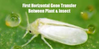 First Plant To Animal Gene Transfer,