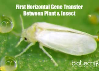 First Plant To Animal Gene Transfer,