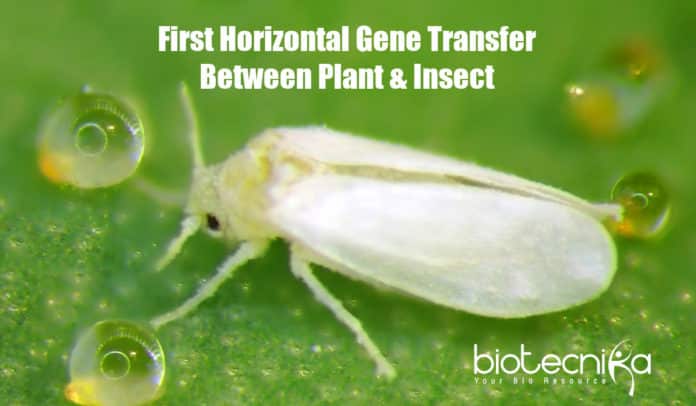First Plant To Animal Gene Transfer,