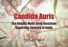 Researchers Detect The Next Pandemic Causing Superbug On Andaman Islands Superbug From Andaman Islands, Next Pandemic, Multi-drug resistant superbug, C. auris