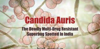 Superbug From Andaman Islands, Next Pandemic, Multi-drug resistant superbug, C. auris