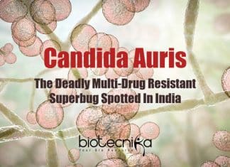 Researchers Detect The Next Pandemic Causing Superbug On Andaman Islands Superbug From Andaman Islands, Next Pandemic, Multi-drug resistant superbug, C. auris