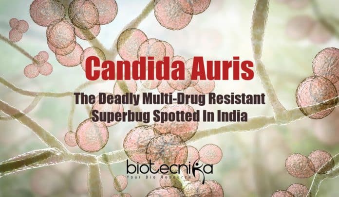 Superbug From Andaman Islands, Next Pandemic, Multi-drug resistant superbug, C. auris