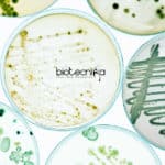 U.S. Pharmacopeial Convention Scientist – Microbiology US Pharmacopeial Convention Jobs