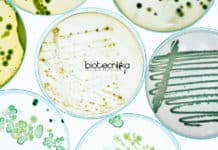 U.S. Pharmacopeial Convention Scientist – Microbiology US Pharmacopeial Convention Jobs