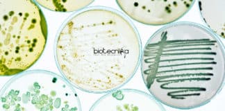 US Pharmacopeial Convention Jobs