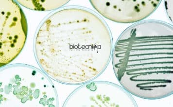 US Pharmacopeial Convention Jobs