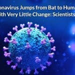 Coronavirus Jumps from Bat to Human With Very Little Change: Scientists