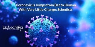 Coronavirus Jumps from Bat to Human With Very Little Change: Scientists