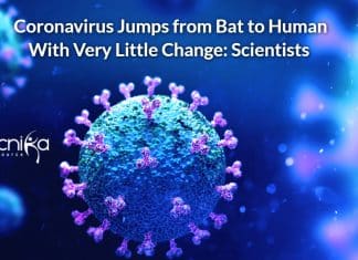 Coronavirus Jumps from Bat to Human With Very Little Change: Scientists