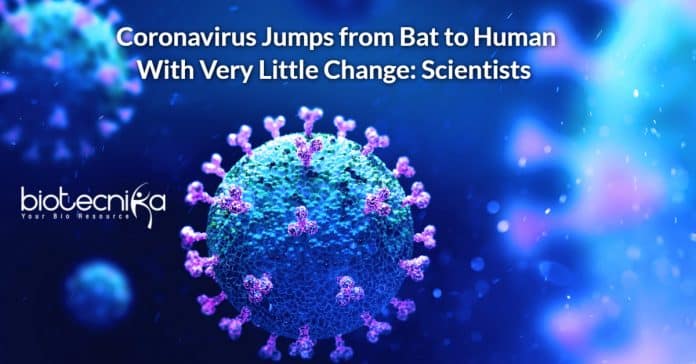 Coronavirus Jumps from Bat to Human With Very Little Change: Scientists