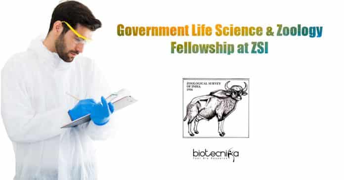 ZSI MP Careers
