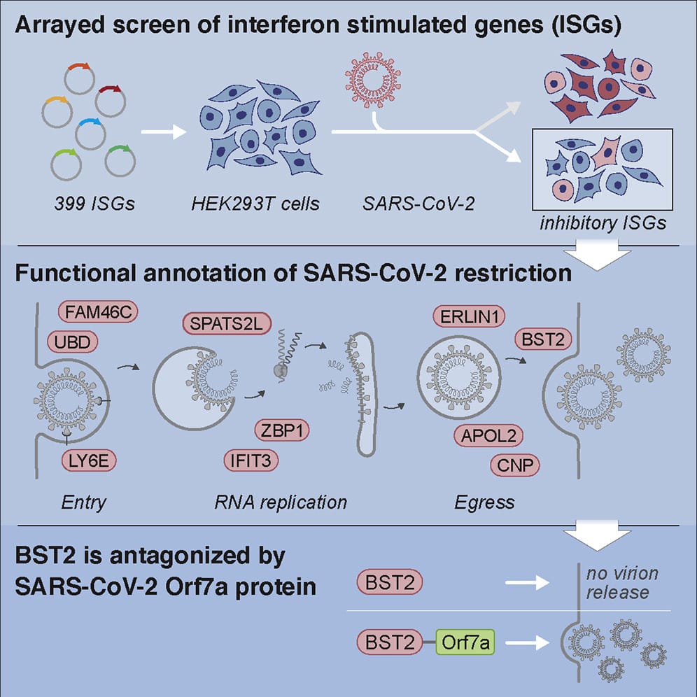 Human Genes That Fight COVID-19