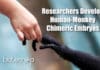 Scientists Develop Human-Monkey Chimeric Embryos Chimeric Human-Monkey Embryos