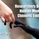 Chimeric Human-Monkey Embryos
