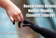 Scientists Develop Human-Monkey Chimeric Embryos Chimeric Human-Monkey Embryos