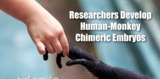 Chimeric Human-Monkey Embryos