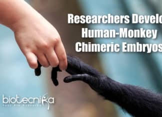 Scientists Develop Human-Monkey Chimeric Embryos Chimeric Human-Monkey Embryos