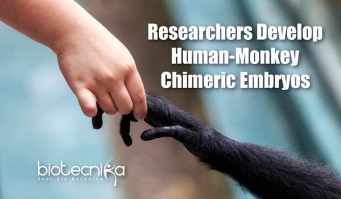 Chimeric Human-Monkey Embryos