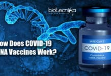 How Does COVID-19 mRNA Vaccines Work? mRNA COVID-19 Vaccines