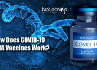 How Does COVID-19 mRNA Vaccines Work? mRNA COVID-19 Vaccines