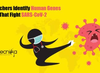 Human Genes That Fight COVID-19
