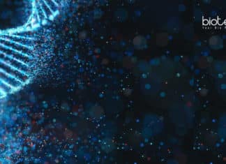 ICAR-NBAIR Molecular Biology & Bioinformatics SRF Recruitment ICAR-NBAIR SRF Job