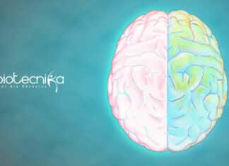 IIT Kanpur Human Brain Development Project Vacancy For Life Science IIT Kanpur Project Job