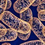 Presidency University Life Science Project Fellow Recruitment Presidency University Careers