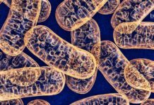 Presidency University Life Science Project Fellow Recruitment Presidency University Careers