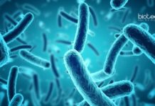 Sartorius Microbiology & Biotechnology Technical Scientist Job Sartorius Microbiology & Biotechnology