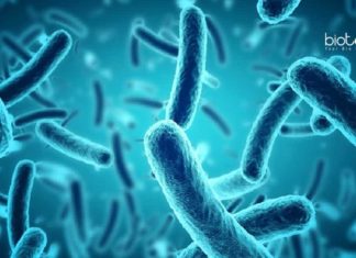 Sartorius Microbiology & Biotechnology