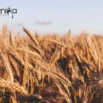 ICAR-IARI Biotech JRF