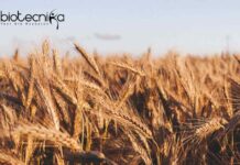 ICAR-IARI Biotech JRF/Project Associate Recruitment ICAR-IARI Biotech JRF