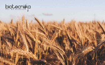 ICAR-IARI Biotech JRF