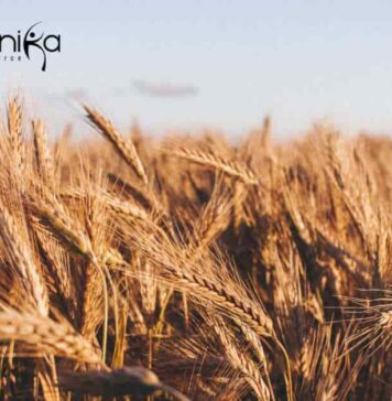 ICAR-IARI Biotech JRF