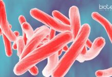 Immunomodulatory Therapy for Tuberculosis Project JRF at IIT Kharagpur IIT Kharagpur Project JRF