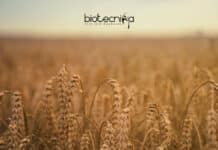 International Rice Research Institute Project Associate Recruitment IRRI Biochem Jobs