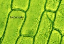 MSSRF PhD Scholar Recruitment For Biotechnology – Apply Online MSSRF PhD Scholar