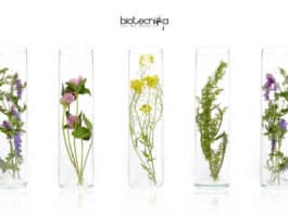 KFRI Botany Job